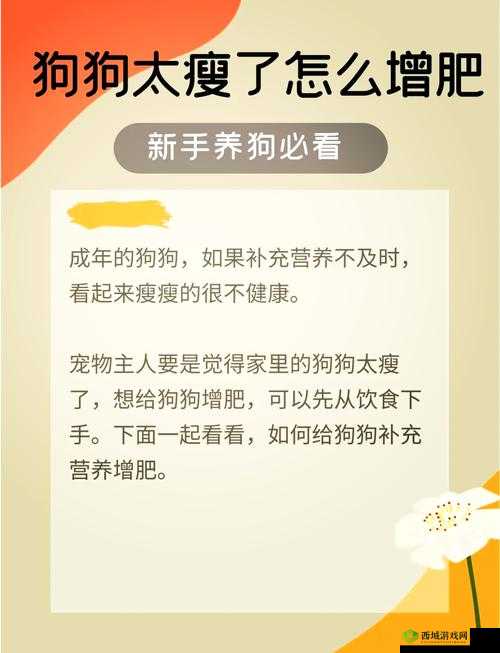 狗狗猛涨精肉狗大壮增肥增食欲,科学喂养秘籍大放送