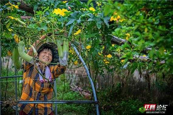 国产丝瓜视频在线:畅享精彩视频内容无极限