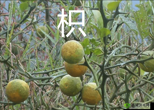以下几个供您参考:想获取积枳桶积枳免费大全?快来这里一探究竟积枳桶积枳免费大全,你真的了解它的全部内容吗?探索积枳桶积枳免费大全,这里有你想要的一切积枳桶积枳免费大全究竟藏着多少惊喜?赶紧来看